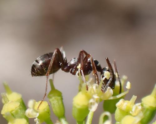 Réf. 335 417 : Formica cunicularia